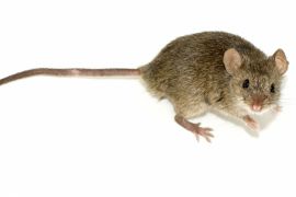 Kućni miš
